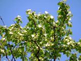 Populus × sibirica. Ветви плодоносящего растения. Москва, Новогиреево, промзона. 14.05.2014.