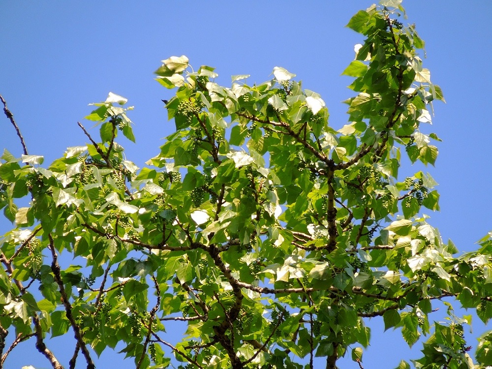 Изображение особи Populus × sibirica.