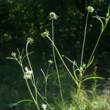 Scabiosa ochroleuca