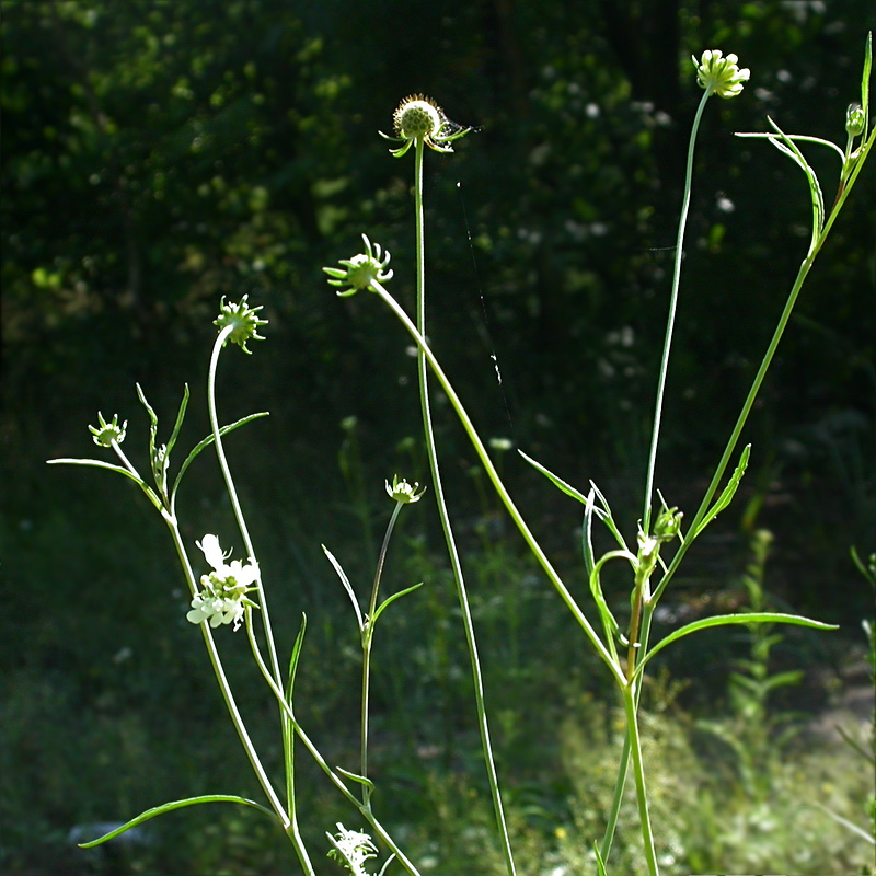 Image of Scabiosa ochroleuca specimen.