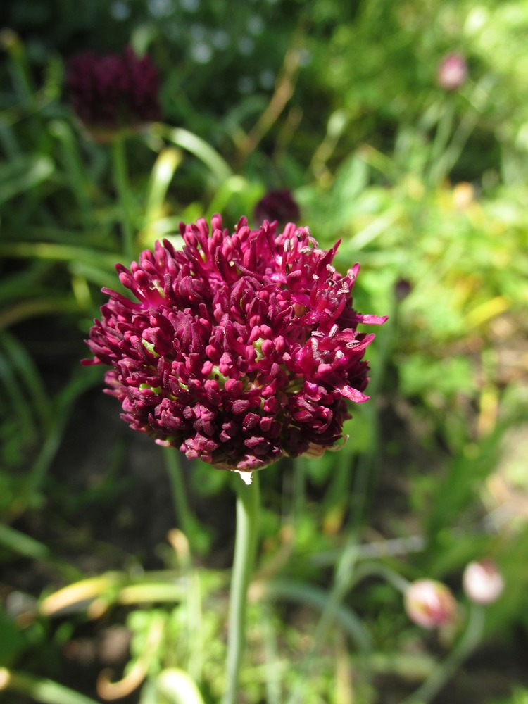 Image of Allium cardiostemon specimen.