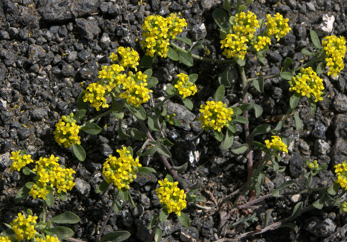 Изображение особи Odontarrhena gehamensis.