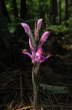 Limodorum abortivum variety rubrum. Расцветающее растение. Крым, окр. Алушты, вершина Сераус между горой Урага и скалой Ай-Йори, сосновый лес. 29 мая 2014 г.