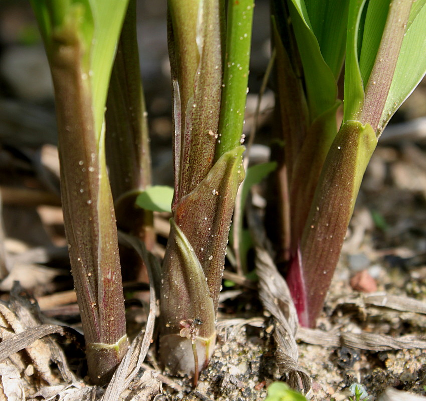 Изображение особи Convallaria majalis.