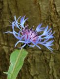 Centaurea triumfettii