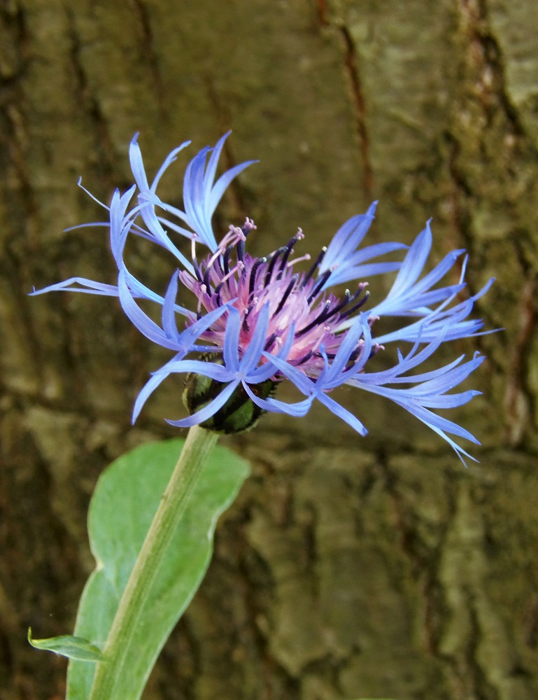 Изображение особи Centaurea triumfettii.