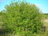 Salix myrsinifolia. Куст на зарастающей дюне. Удмуртия, Якшур-Бодьинский район, окрестности д. Селычка. 11.07.2009.