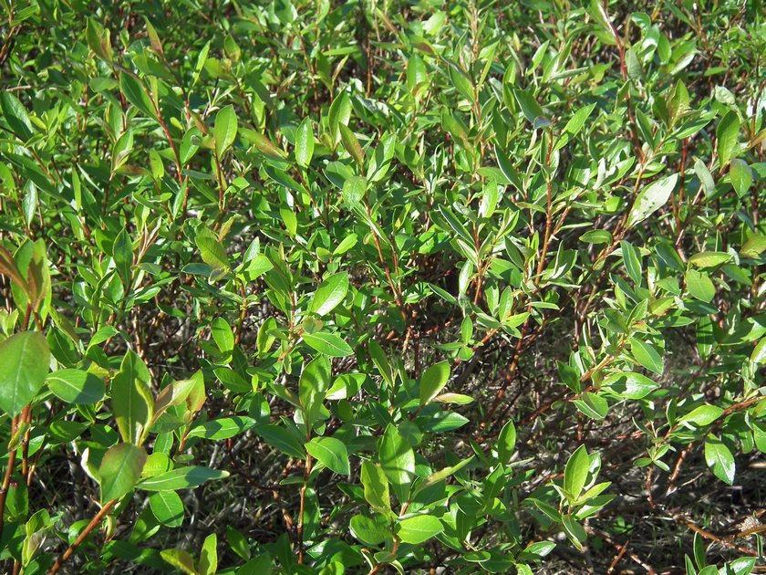 Image of Salix phylicifolia specimen.