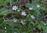 Stellaria graminea