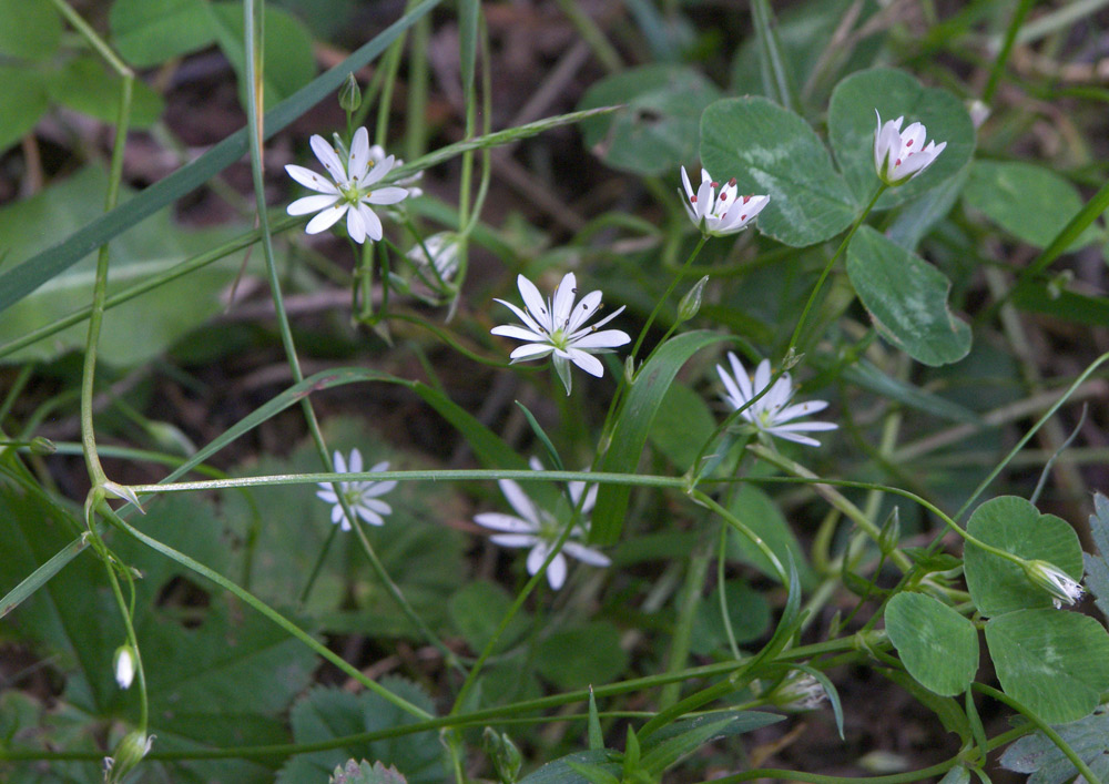 Image of Stellaria graminea specimen.