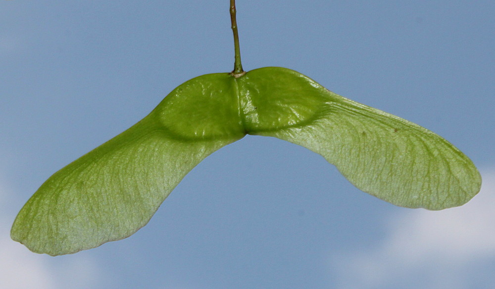 Изображение особи Acer cappadocicum.