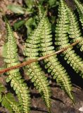 Dryopteris filix-mas. Сегменты спороносящей вайи. Германия, г. Дюссельдорф, Ботанический сад университета. 03.06.2014.