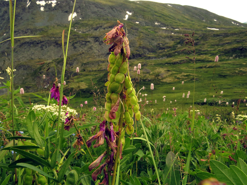 Изображение особи Hedysarum austrosibiricum.