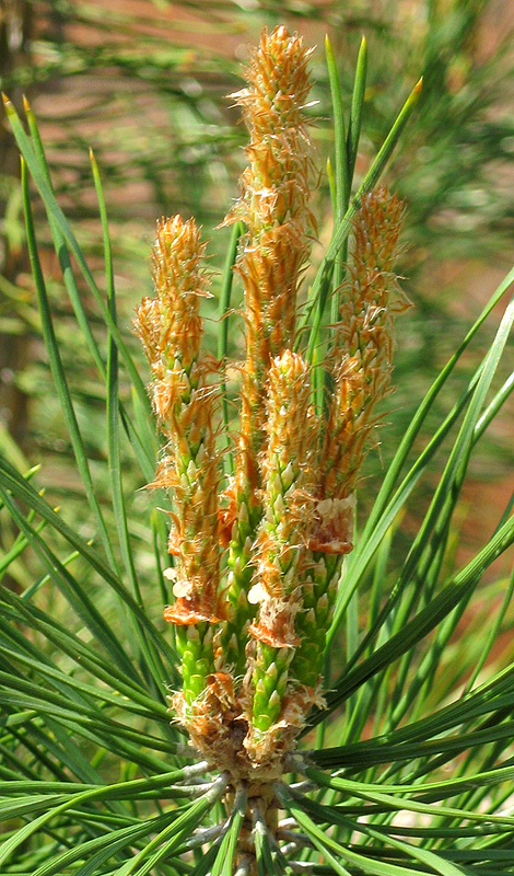 Image of Pinus sylvestris specimen.