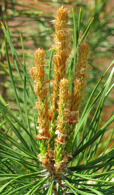 Изображение особи Pinus sylvestris.