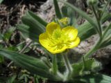 Ranunculus paucidentatus. Цветок. Южный Казахстан, Таласский Алатау, запов. Аксу-Жабаглы, верховья ущ. Улькен Каинды, 2500 м н.у.м. 14 июня 2013 г.