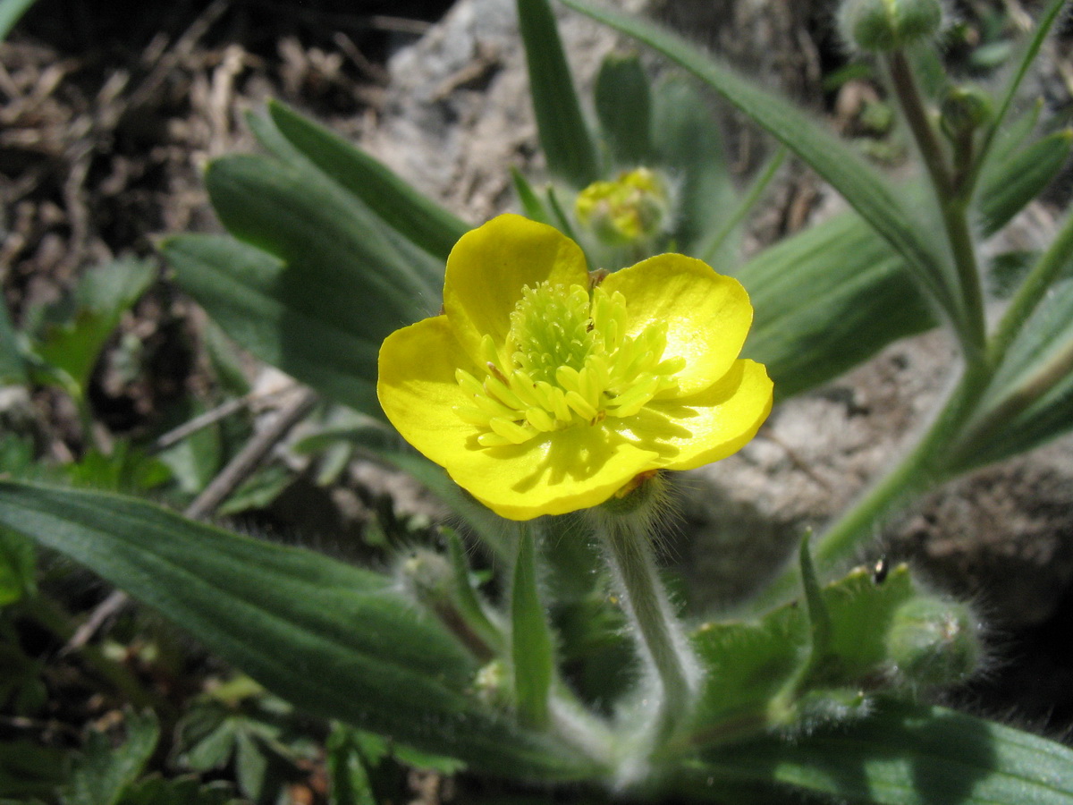 Image of Ranunculus paucidentatus specimen.