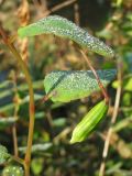 Impatiens capensis. Часть побега с плодом. Нидерланды, провинция Drenthe, Eelde, берег канала Noord-Willemskanaal. 27 сентября 2009 г.