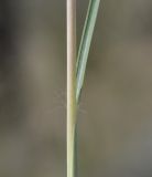 Image of taxon representative. Author is Роланд Цандекидис