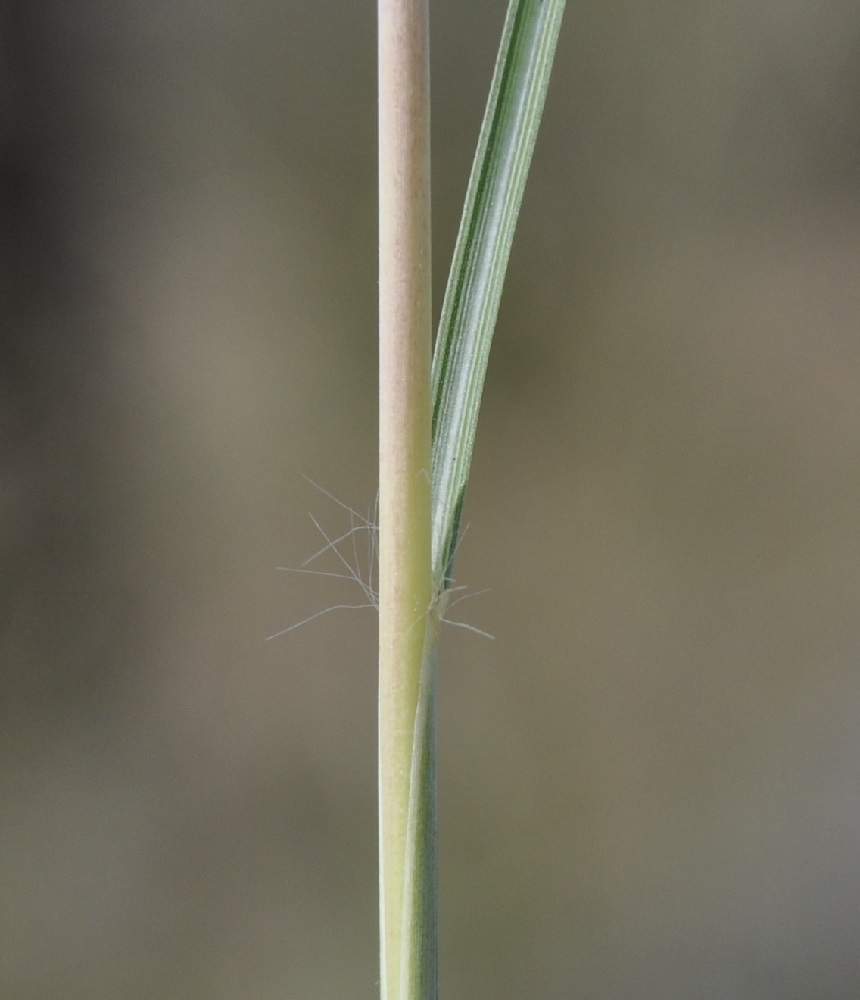 Image of Hyparrhenia hirta specimen.