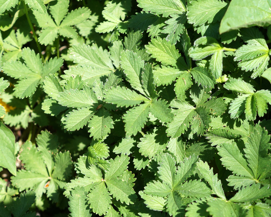 Image of genus Potentilla specimen.