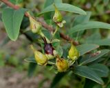 Hypericum hookerianum. Соплодие с невызревшими плодами. Германия, г. Крефельд, Ботанический сад. 06.09.2014.