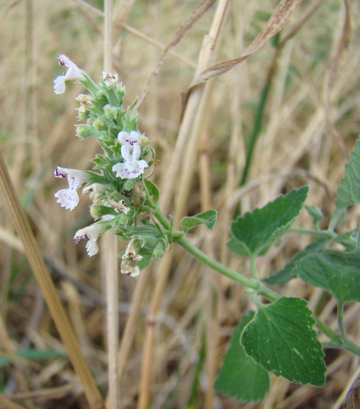 Image of Nepeta cataria specimen.