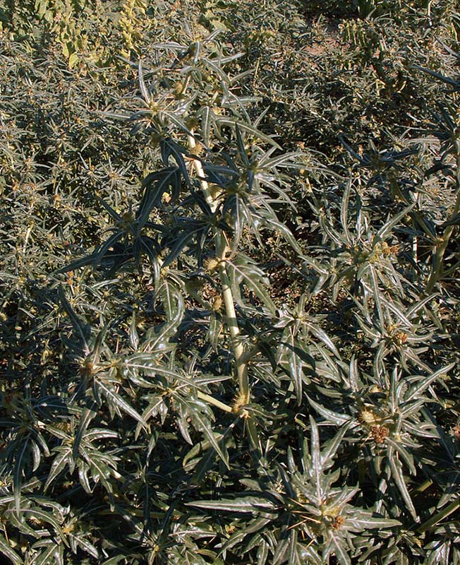 Image of Xanthium spinosum specimen.