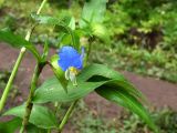 Commelina communis