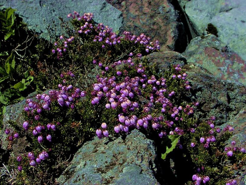 Изображение особи Phyllodoce caerulea.