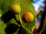 Tilia nasczokinii