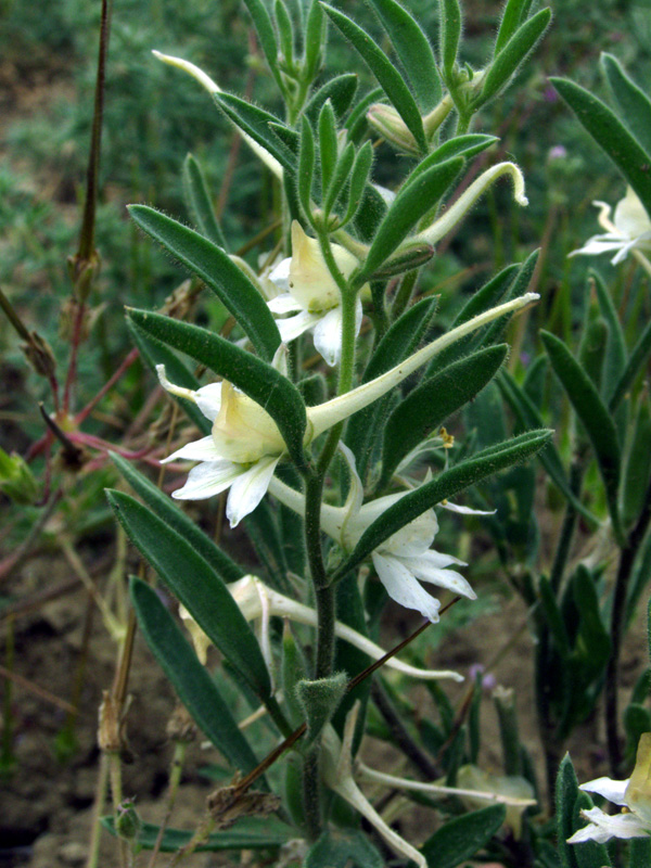 Image of Delphinium rugulosum specimen.