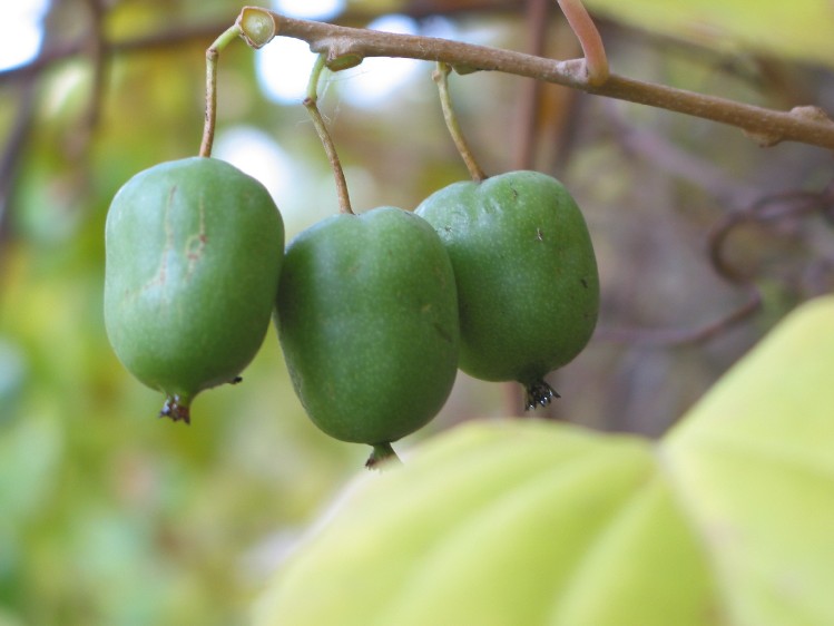 Image of Actinidia arguta specimen.