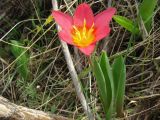 Tulipa berkariensis