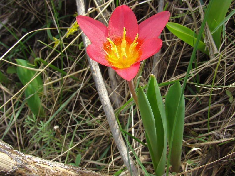 Изображение особи Tulipa berkariensis.