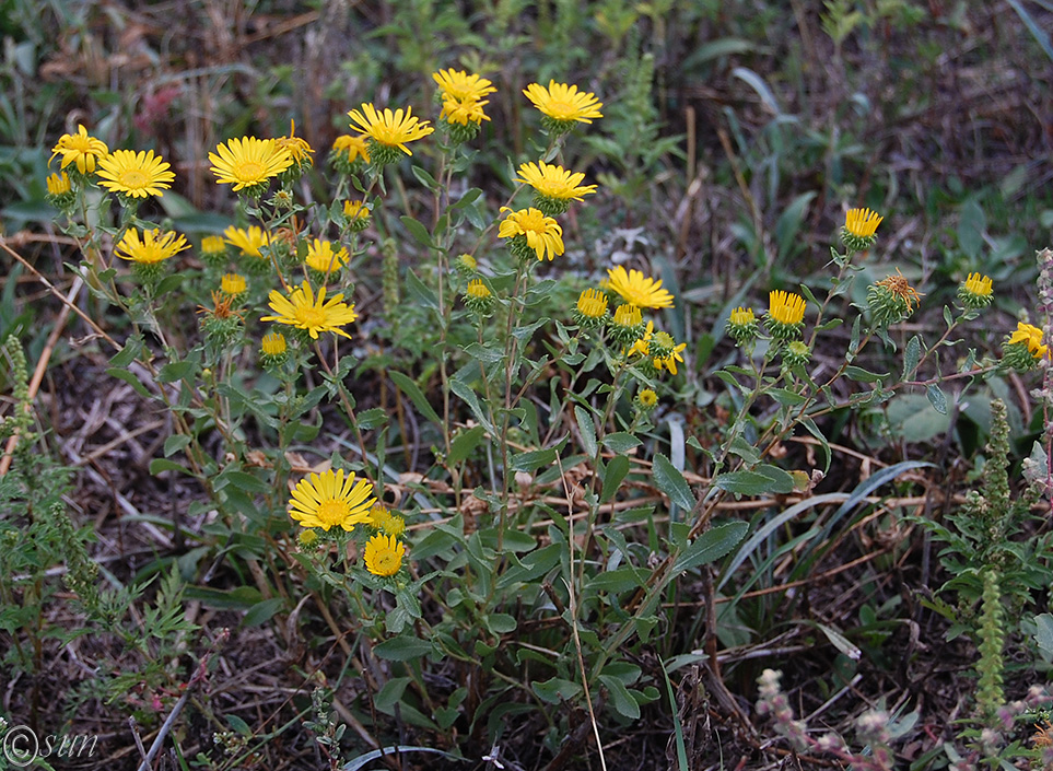 Image of Grindelia squarrosa specimen.