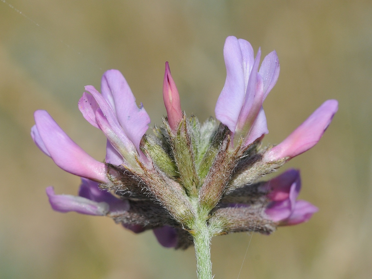 Image of Astragalus fedtschenkoanus specimen.