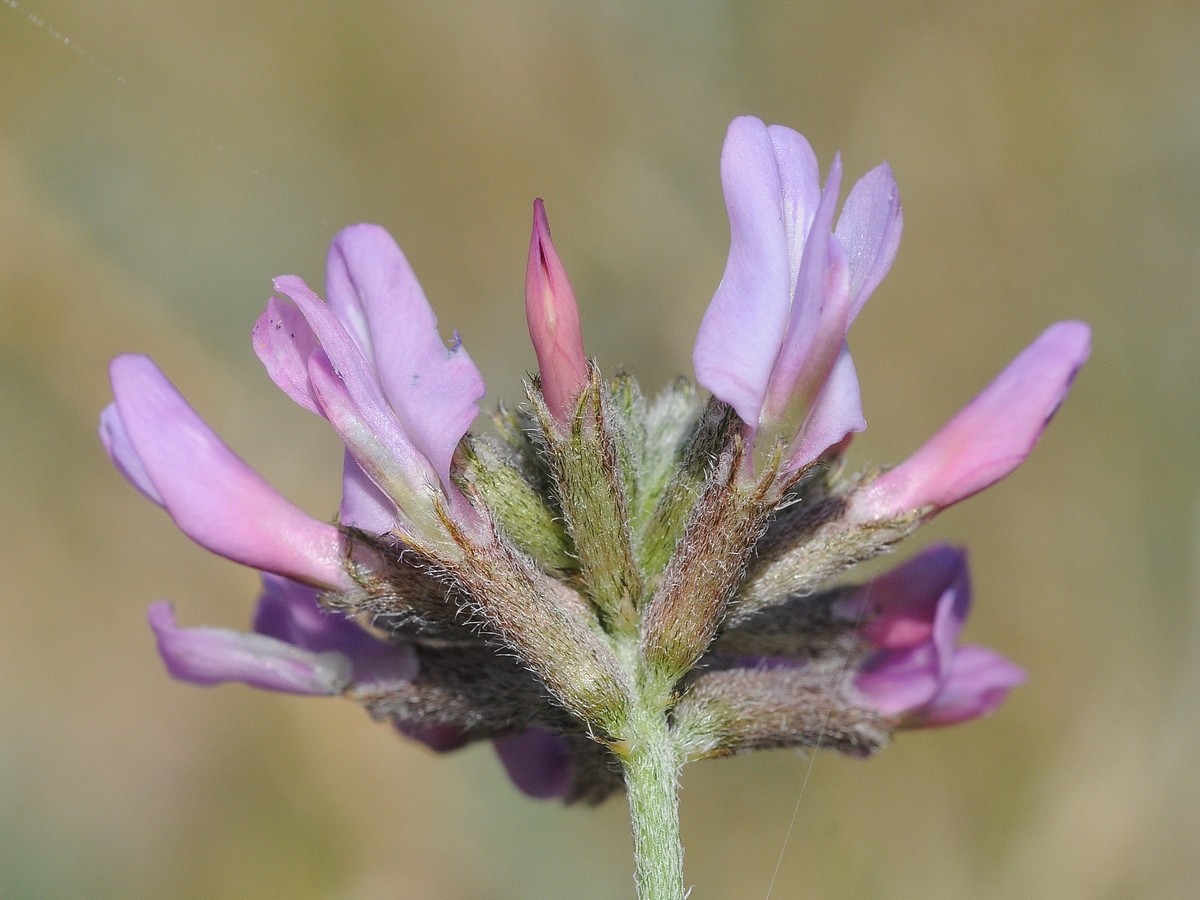 Изображение особи Astragalus fedtschenkoanus.