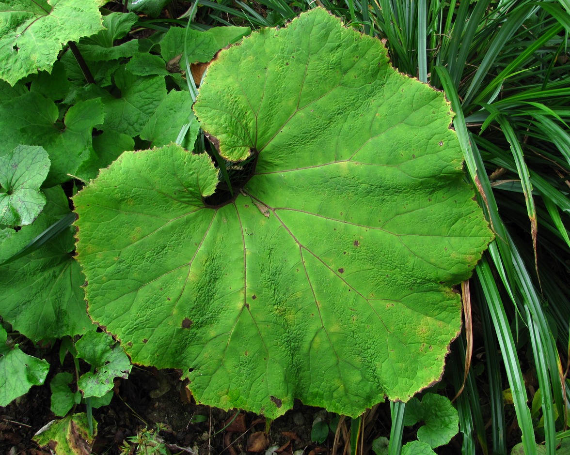 Image of Petasites hybridus specimen.