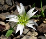 Cerastium davuricum. Цветок. Краснодарский край, хр. Аибга, ≈ 2400 м н.у.м., каменистое место. 09.07.2015.