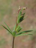 Galium tenuissimum. Верхушка побега с соцветиями. Крым, Сакский р-н, заброшенный карьер в окр. с. Карьерное. 25 мая 2015 г.