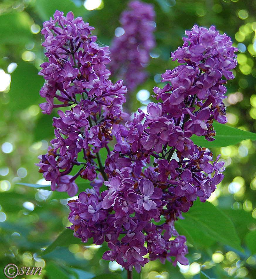 Image of Syringa vulgaris specimen.