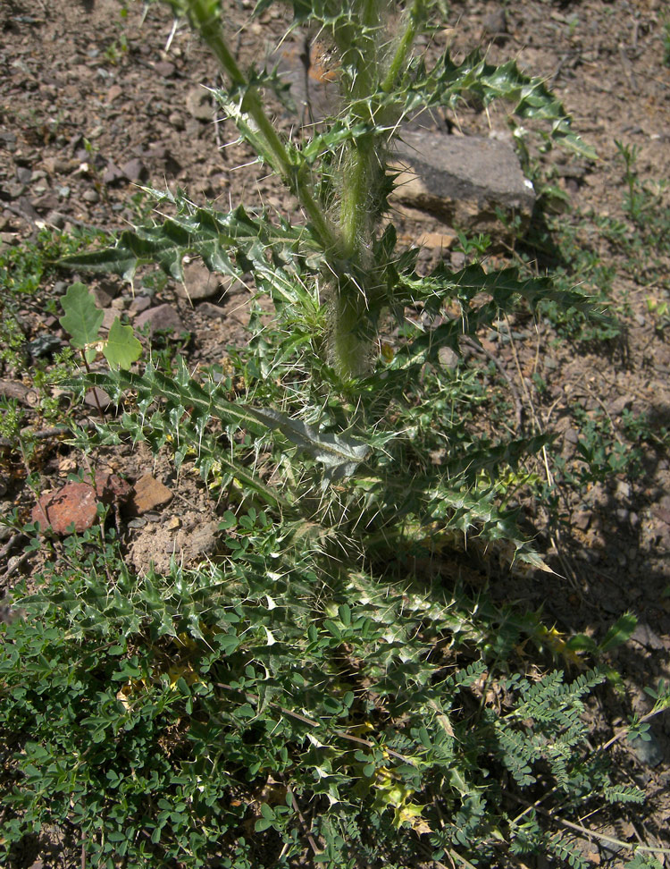 Изображение особи Cirsium echinus.