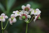 Chimaphila umbellata