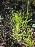 Pinus palustris