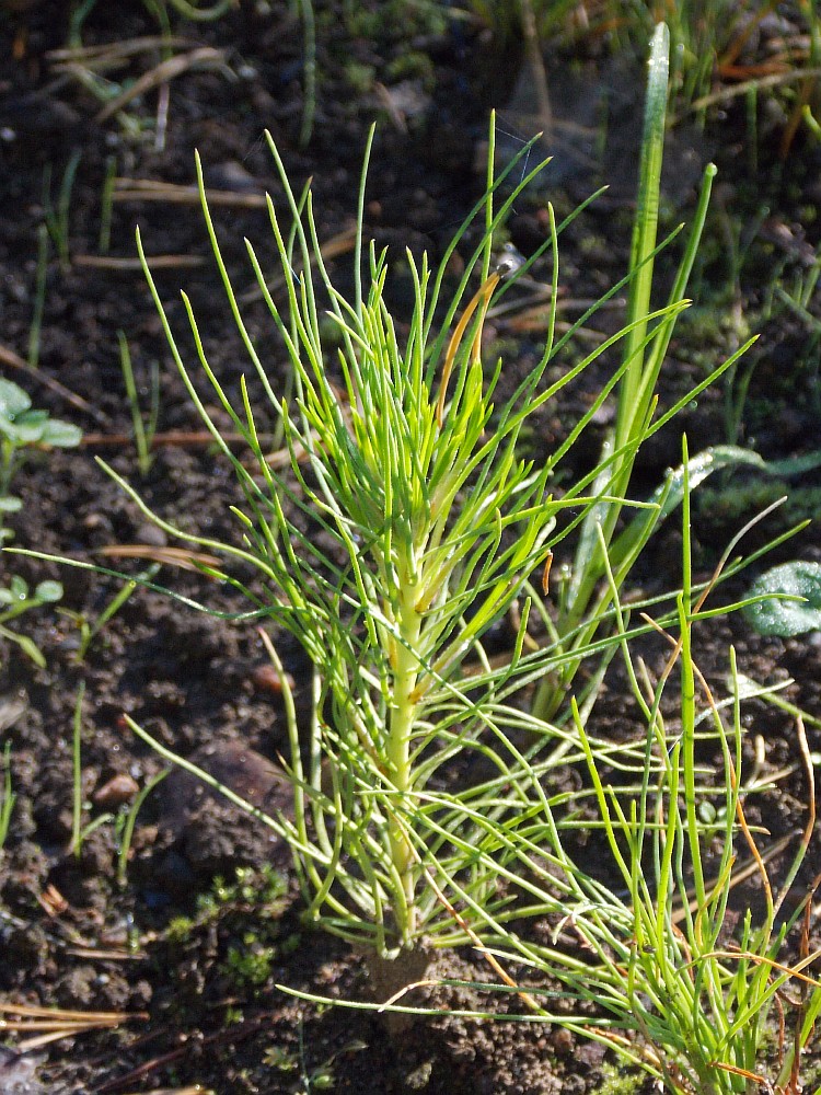 Изображение особи Pinus palustris.