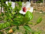 Hibiscus rosa-sinensis. Верхушка веточки с бутонами. Испания, Андалусия, провинция Малага, г. Бенальмадена. Август 2015 г.