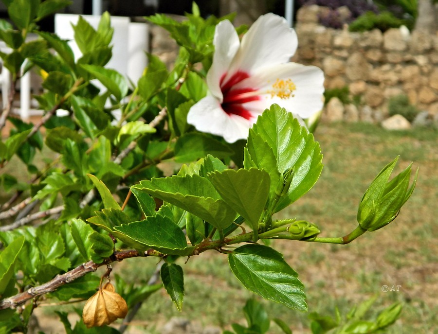 Image of Hibiscus rosa-sinensis specimen.