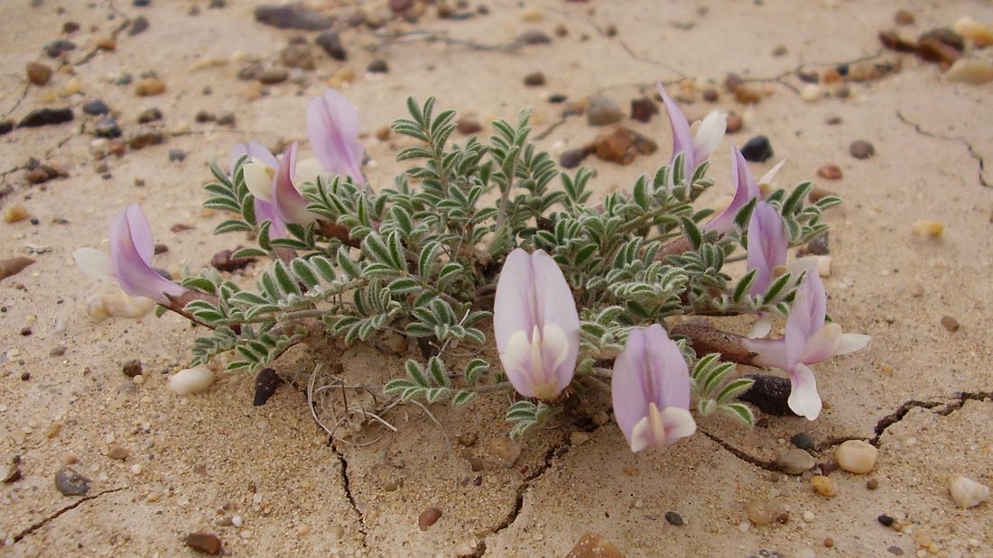 Изображение особи Astragalus pallasii.