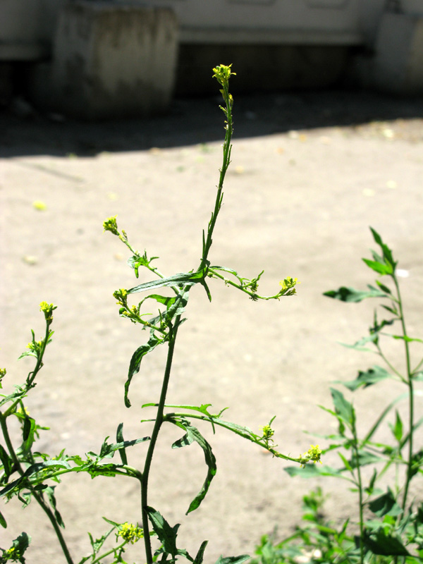 Image of Sisymbrium officinale specimen.